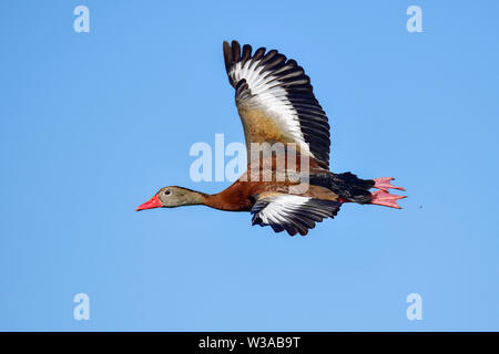 Schwarz-bellied Pfeifen - Ente im Flug. Stockfoto