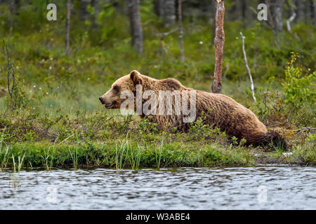 Braunbär ist entspannt auf dem Boden am Sumpf See im Wald. Stockfoto