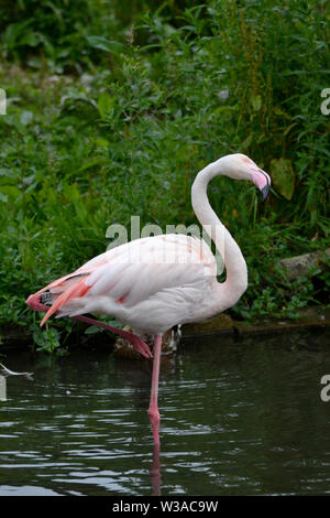 Ein einsamer Greater Flamingo im Birdland Park & Gärten in Bourton-on-the-Water, Gloucestershire, VEREINIGTES KÖNIGREICH Stockfoto