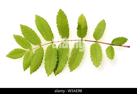 Eberesche,, Sorbus aucuparia Vogelbeerbaum, Stockfoto