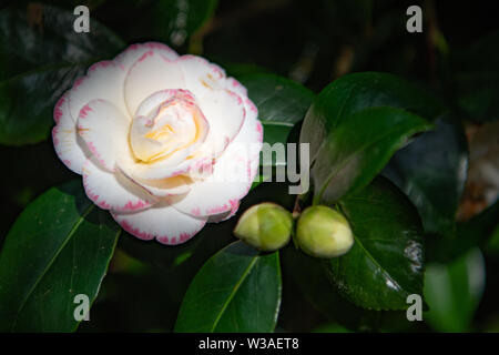Schöne weiße Kamelie Blume mit rot gefärbten Stockfoto