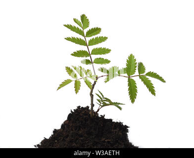 Eberesche,, Sorbus aucuparia Vogelbeerbaum, Stockfoto