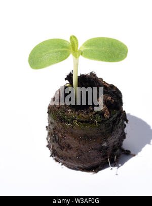 Sonnenblume, Helianthus annuus, Keimling, Stockfoto