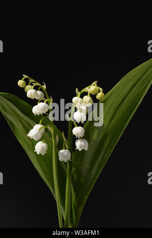 Maigloeckchen, Convallaria majalis, Stockfoto