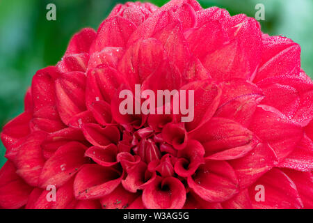Nahaufnahme der Blüte einer rote Pom Pom Dahlia Stockfoto