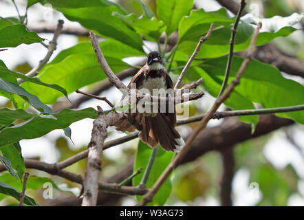 Closeup malaysischen Pied Fantail oder Rhipidura javanica thront auf einem Strang isoliert auf Hintergrund Stockfoto