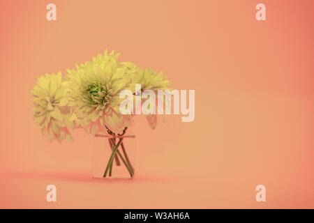 Schönen gelben Blumen auf eine lebende Koralle orange abackground. Stockfoto