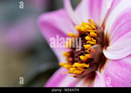 Seitenansicht eines Rosa und Weiße Dahlie Blume in voller Blüte. Stockfoto