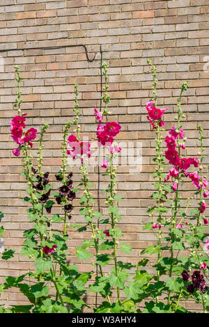 Blühende Malve Pflanzen (Alcea rosea Blumen) Stockfoto