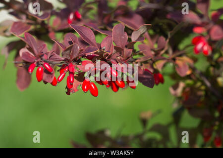 Berberitze, Berberis vulgaris, Zweig mit natürlichen Frische reife Beeren Hintergrund. Rote reife Beeren und bunte Rote und gelbe Blätter auf berberis Zweig Stockfoto