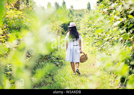 Mädchen gehen durch einen Blackberry Plantage mit einem Weidenkorb sammeln frisches Obst aus den Büschen oder Reben in einer Ansicht von hinten in einem stilvollen Sommer ou Stockfoto