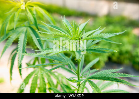 Nahaufnahme auf die Blätter einer Cannabispflanze, Cannabis sativa, Draußen wachsen die berühmteste psychoaktive Drogen Erträge Stockfoto
