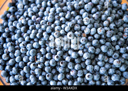 Hintergrund Textur von frisch gepflückten reifen Heidelbeeren in eine Glasschüssel einer gesunden pflanzlichen und/oder heimische Sommer Ernte reich an Vitamin C Stockfoto