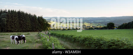 Landschaft mit Vieh in den belgischen Ardennen in der Nähe von Stavelot und Trois Ponts Stockfoto