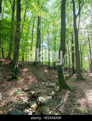 Frische Buche Blätter im Wald in der Nähe der Stadt Spa in den belgischen Ardennen Stockfoto