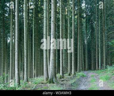 Gerade Trunks auf Bäume im Wald in den belgischen Ardennen in der Nähe von Liege Fichte Stockfoto