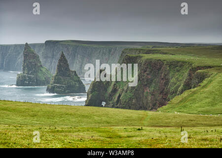 Gras weiden, Felsen und Meer Stapel an Ducansby Kopf in der Nähe der Stadt von John O'Groats in Schottland, Vereinigten Königreich an einem nebligen Abend, ist im 19. Stockfoto