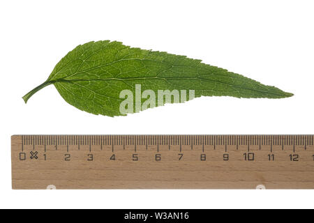 Ährige Teufelskralle, Weiße Teufelskralle, Phyteuma spicatum, gespickt Rapunzeln, La Raiponce en épi. Blatt, Blätter, Blatt, Blätter Stockfoto