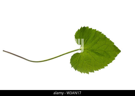 Ährige Teufelskralle, Weiße Teufelskralle, Phyteuma spicatum, gespickt Rapunzeln, La Raiponce en épi. Blatt, Blätter, Blatt, Blätter Stockfoto