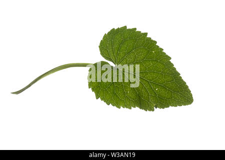 Ährige Teufelskralle, Weiße Teufelskralle, Phyteuma spicatum, gespickt Rapunzeln, La Raiponce en épi. Blatt, Blätter, Blatt, Blätter Stockfoto