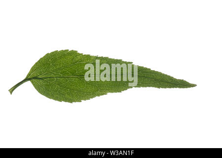 Ährige Teufelskralle, Weiße Teufelskralle, Phyteuma spicatum, gespickt Rapunzeln, La Raiponce en épi. Blatt, Blätter, Blatt, Blätter Stockfoto