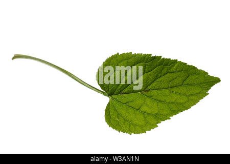 Ährige Teufelskralle, Weiße Teufelskralle, Phyteuma spicatum, gespickt Rapunzeln, La Raiponce en épi. Blatt, Blätter, Blatt, Blätter Stockfoto