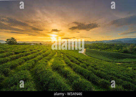 Schöne Sonnenuntergänge am Chui Fong Tee Plantage, Provinz Chiang Rai im Norden von Thailand Stockfoto