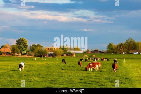 Kühe Rinder in a a a dutch Ranch grasen auf saftigen grünen Gras Stockfoto