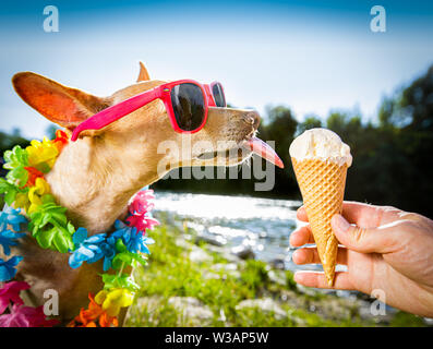 Chihuahua Hund auf Sommer Urlaub Ferien in der Stadt und dem Strand, Fluss Essen und lecken Vanilleeis in Kegel Waffel Stockfoto