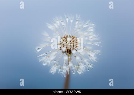 Zart und schön Löwenzahn Samen Kopf mit regen Tropfen gegen das blaue Meer, Makro Foto. Stockfoto