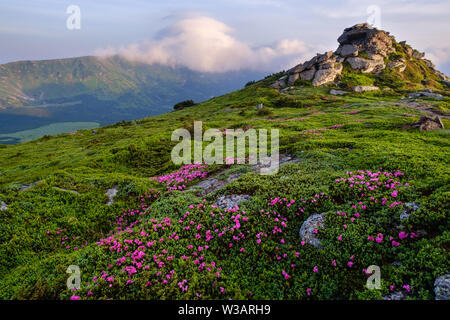 Rosa Rose Rhododendron Blüten am frühen Morgen Sommer Misty Mountain Slope mit Wolken und Nebel. Karpaten, Ukraine. Stockfoto