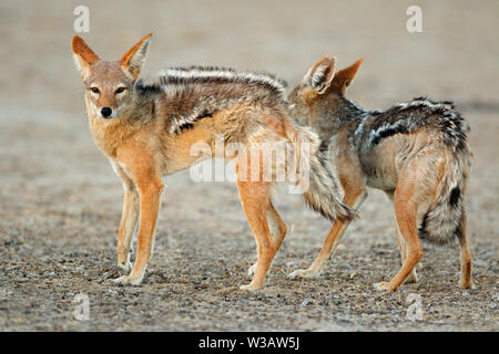 Ein paar Black-backed Schakale (Canis Mesomelas) Kalahari-Wüste, Südafrika Stockfoto