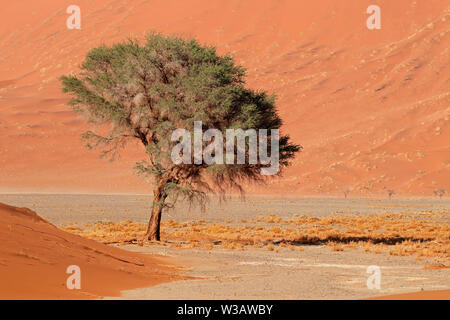 Große rote Sanddüne mit Thorn Tree, Sossusvlei, Namib, Namibia Stockfoto