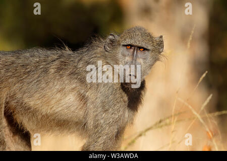 Junge chacma Baboon (Papio ursinus), Krüger Nationalpark, Südafrika Stockfoto