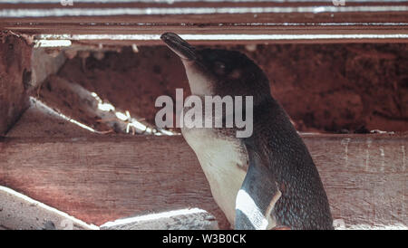 Kleine Pinguine auf Penguin Island, Rockingham Western Australia Stockfoto