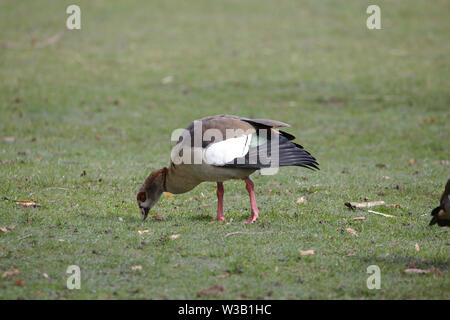 Nilgans Beweidung auf Gras Stockfoto