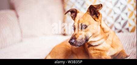 Süßer Hund schläft auf einem Sofa Stockfoto