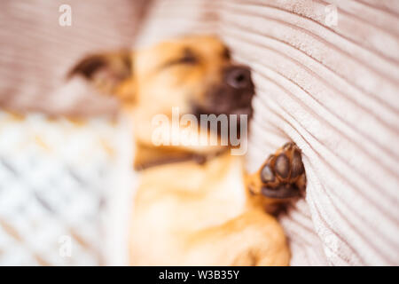 Süßer Hund schläft auf einem Sofa Stockfoto