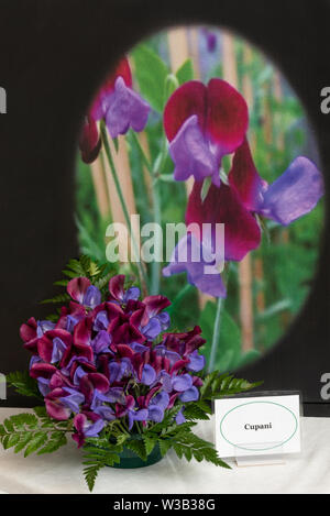 Lathyrus Odoratus "Cupani' in einer Schüssel mit Hintergrundbild Stockfoto