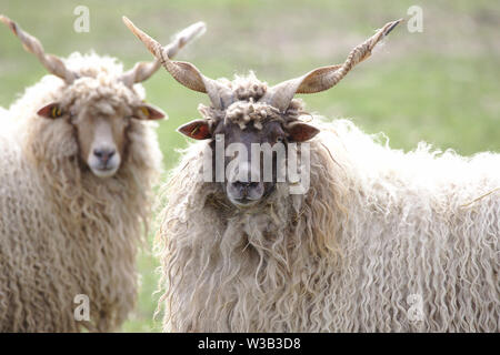 Zwei ungarische Racka Schafe in die Kamera schaut Stockfoto