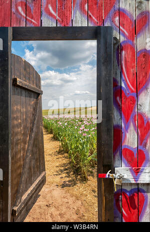 Tor in einem Opium poppy Field, Germerode, Werra-Meißner-Kreis, Hessen, Deutschland, Fotomontage Stockfoto