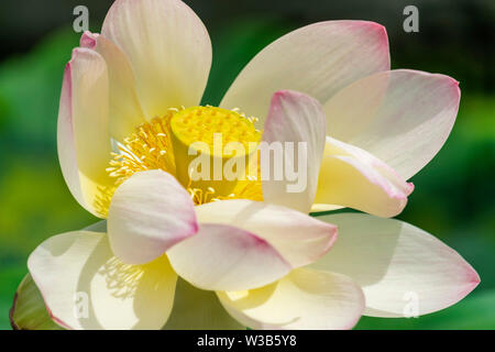 Der Lotus Blüte in voller Blüte zeigen ihre Schönheit, mit dem zentralen Seed pod, bevor es vollständig entwickelt Stockfoto