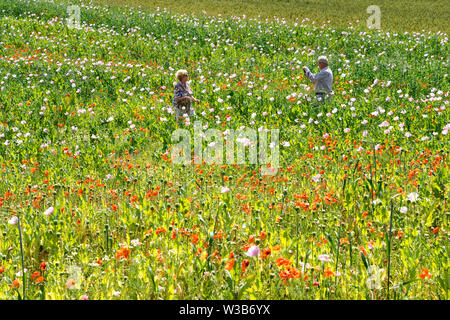 Schlafmohn und roten Mohnblumen Feld, Germerode, Werra-Meißner-Kreis, Hessen, Deutschland Stockfoto