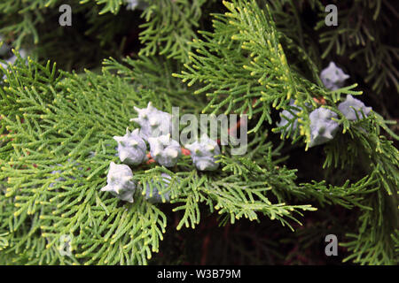 Cupressus leylandii oder Leylan cypress Früchte Nahaufnahme Stockfoto