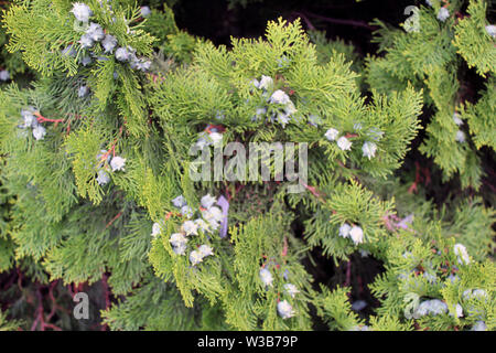 Cupressus leylandii oder Leylan cypress Früchte Nahaufnahme Stockfoto