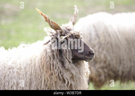 Eine ungarische Racka Schafe beobachten Stockfoto