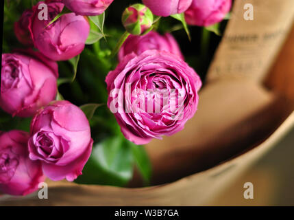 Schöne rosa Pion-rose geprägt. Blumenstrauß Strauchrosen. Stockfoto