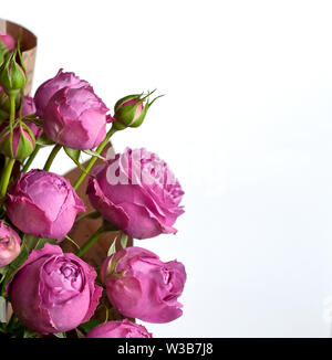 Schöne rosa Pion-rose geprägt. Blumenstrauß Strauchrosen auf weißem Hintergrund. Stockfoto