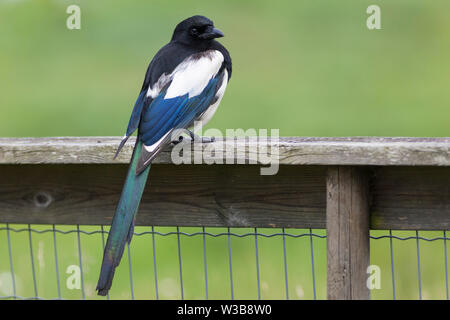 Magpie sitzen auf einem Geländer Stockfoto