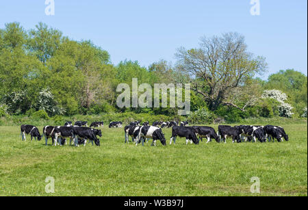 Herde der schwarze und weiße Kühe auf einer Wiese weiden auf Gras im Frühling in West Sussex, England, UK. Stockfoto